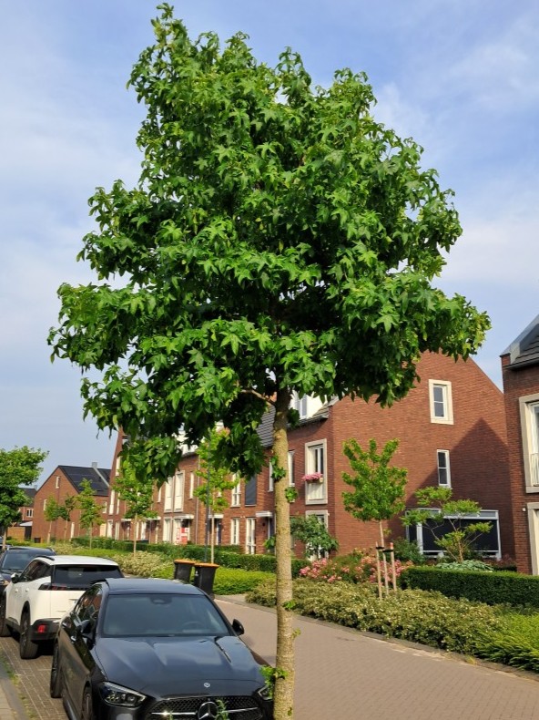 Amberboom