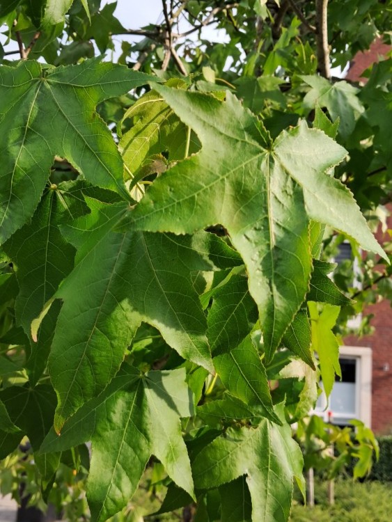 Blad van Amberboom