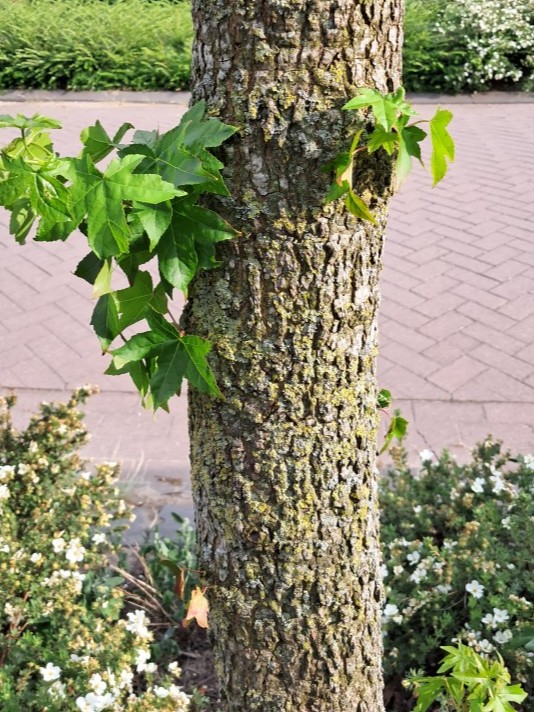 Schors van Amberboom