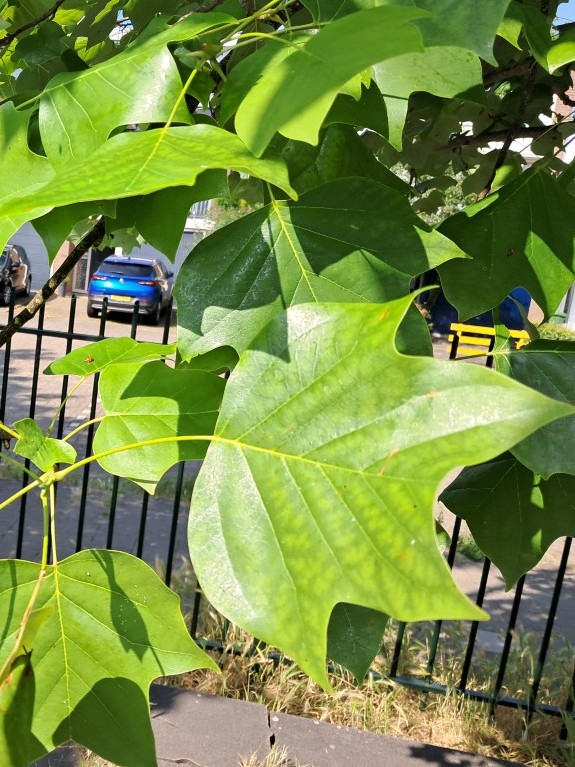 Blad van Amerikaanse tulpenboom