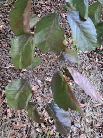 Blad van Bruine beuk