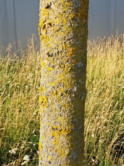 Schors van Gewone es