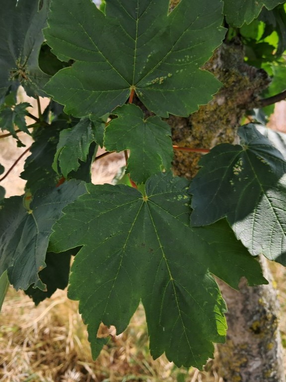 Blad van Gewone esdoorn