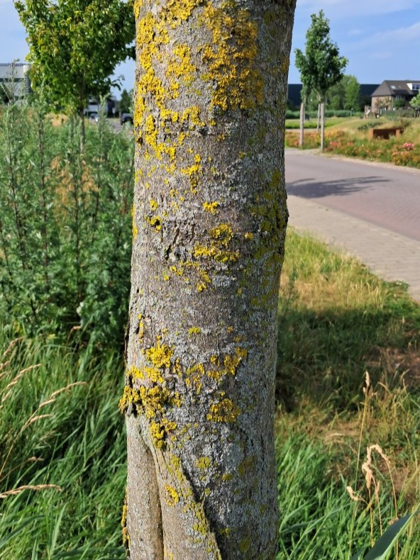 Schors van Gewone esdoorn