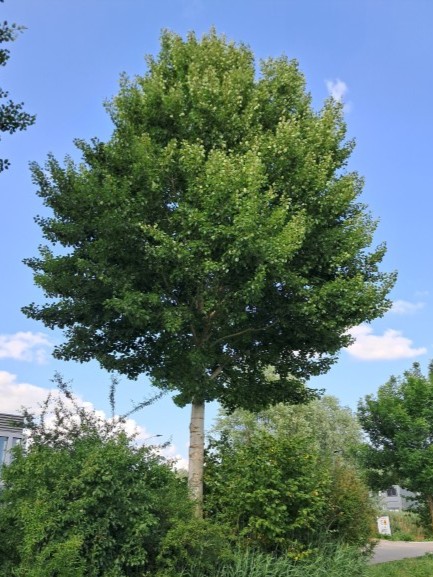 Grauwe abeel