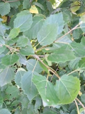 Blad van Grauwe abeel