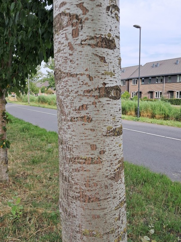 Schors van Grauwe abeel