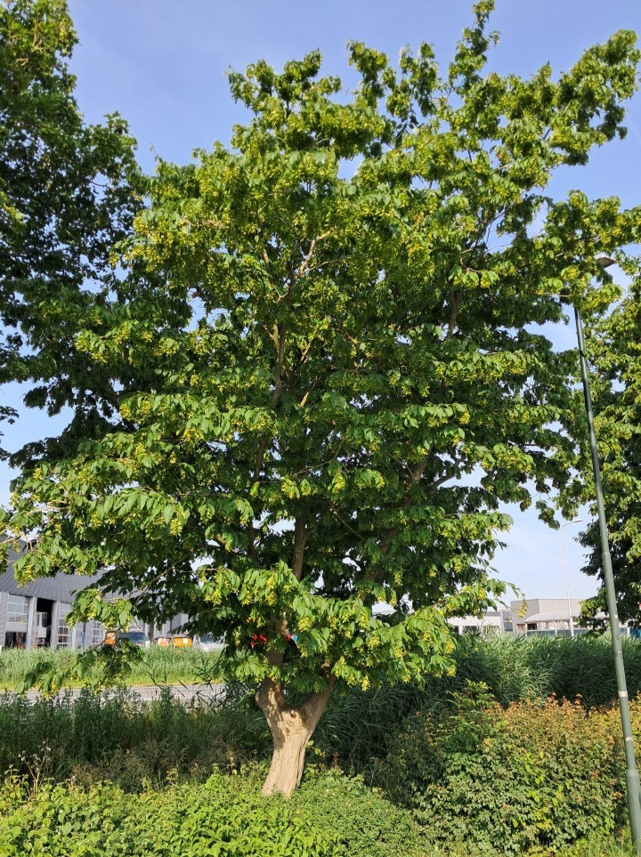 Haagbeuk