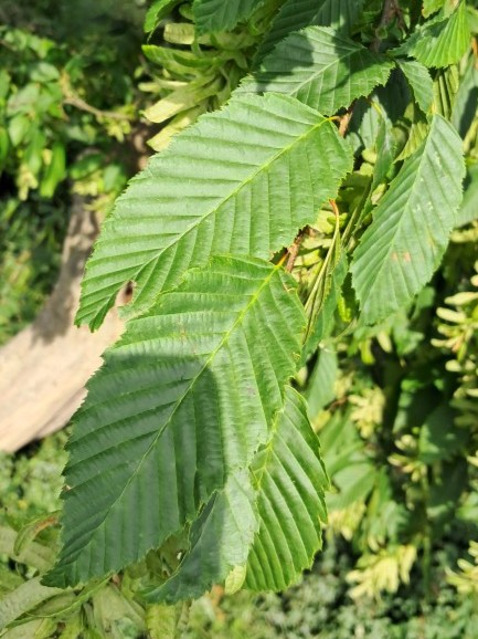 Blad van Haagbeuk
