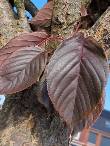 Blad van Japanse sierkers
