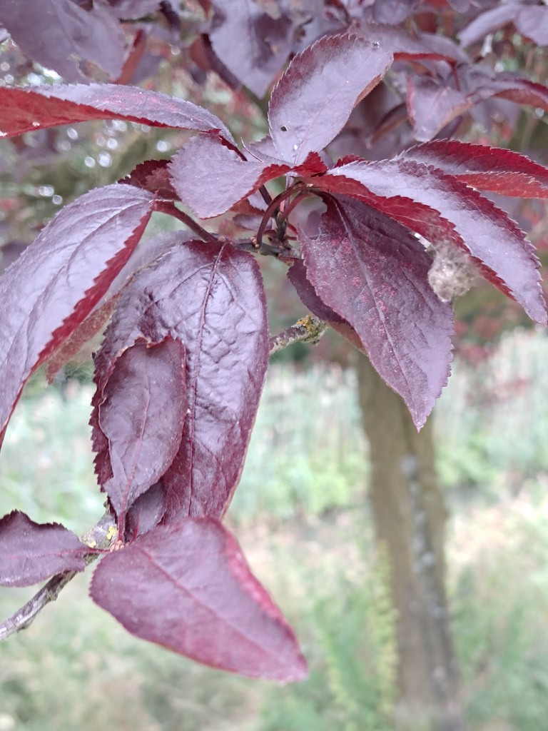 Blad van Kerspruim