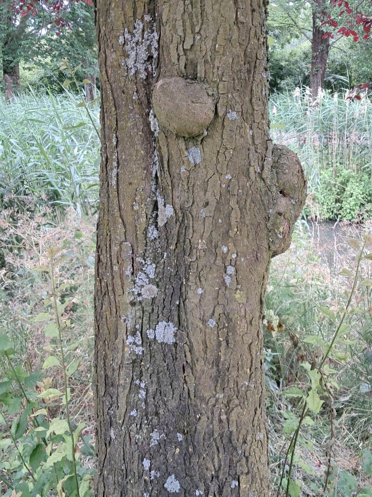 Schors van Kerspruim