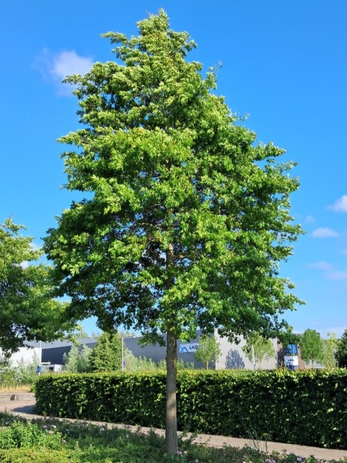 Moeraseik