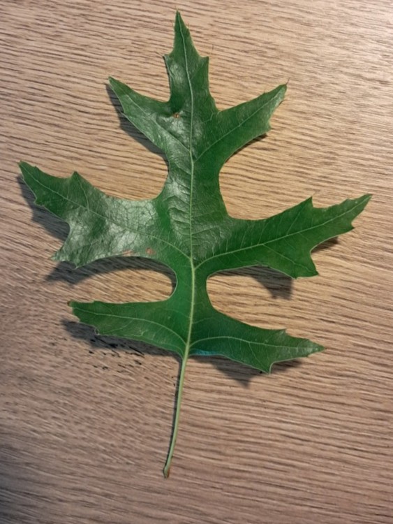 Blad van Moeraseik