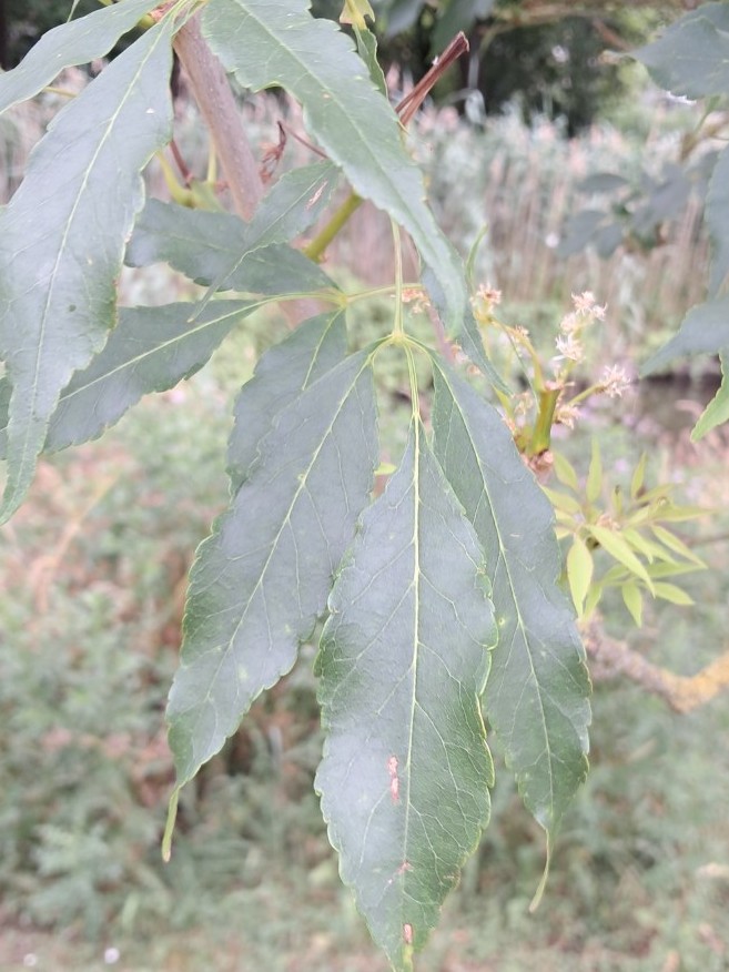 Blad van Pluimes