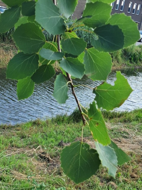 Blad van Ratelpopulier