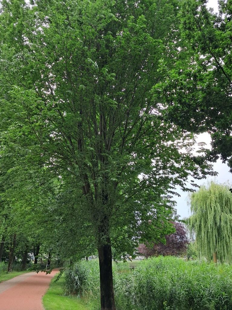 Ruwe iep