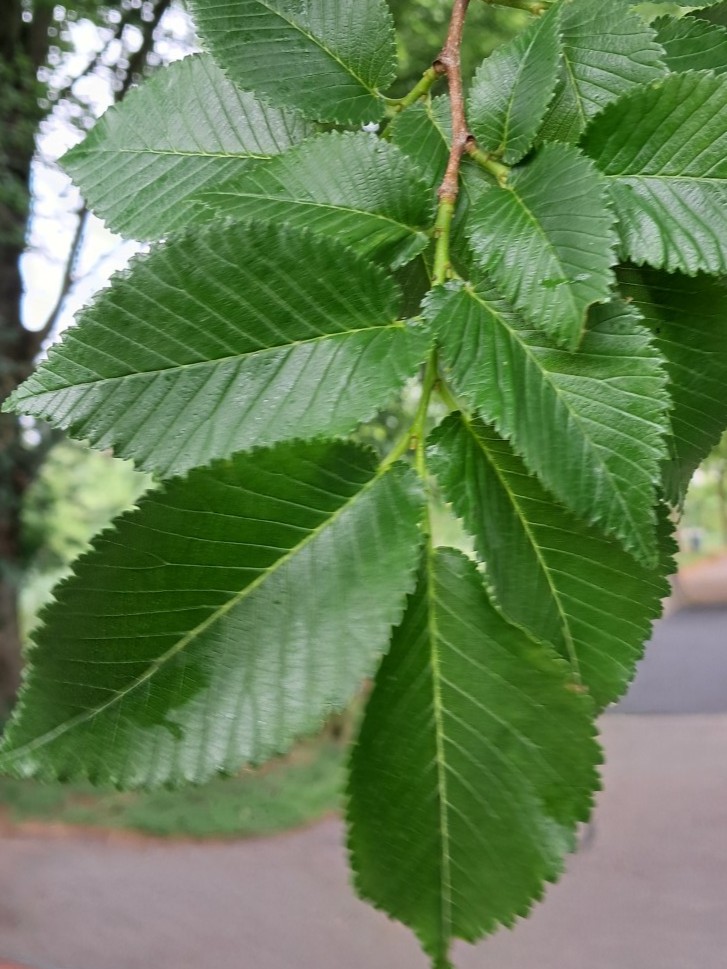 Blad van Ruwe iep