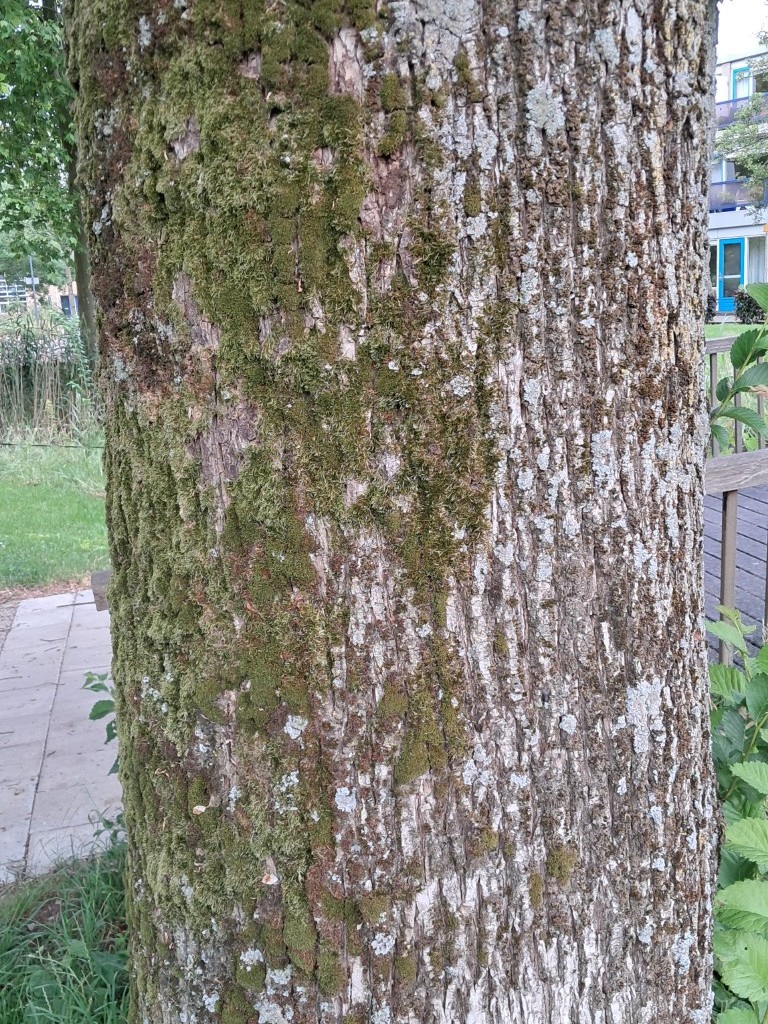 Schors van Ruwe iep