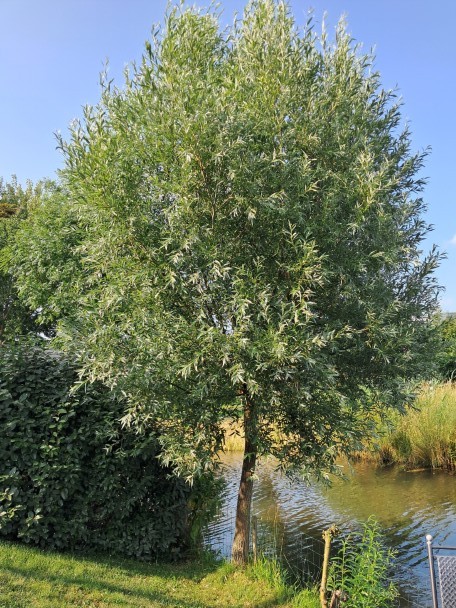 Schietwilg