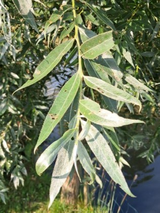 Blad van Schietwilg