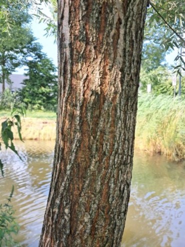 Schors van Schietwilg