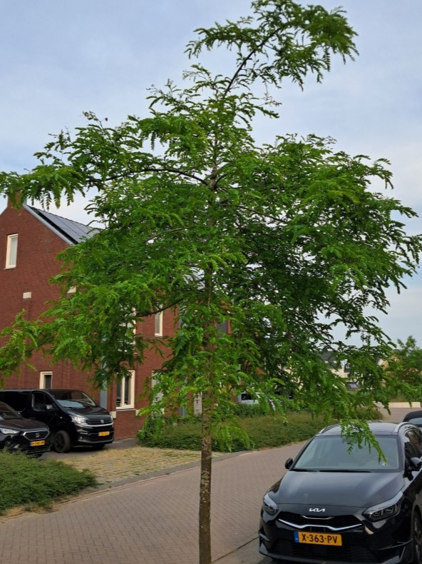 Valse christusdoorn