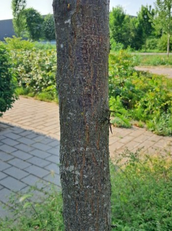 Schors van Valse christusdoorn