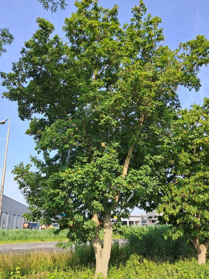 Veldesdoorn