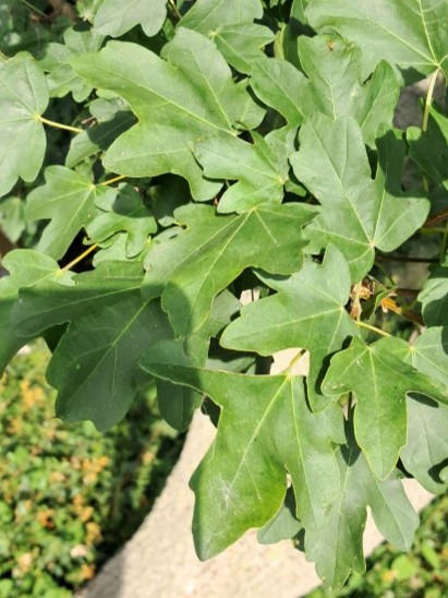 Blad van Veldesdoorn