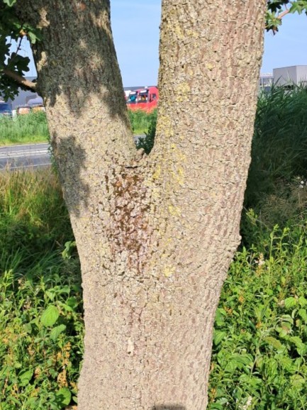 Schors van Veldesdoorn