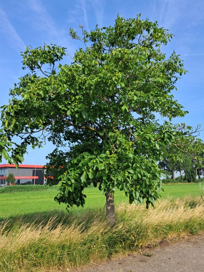 Walnoot