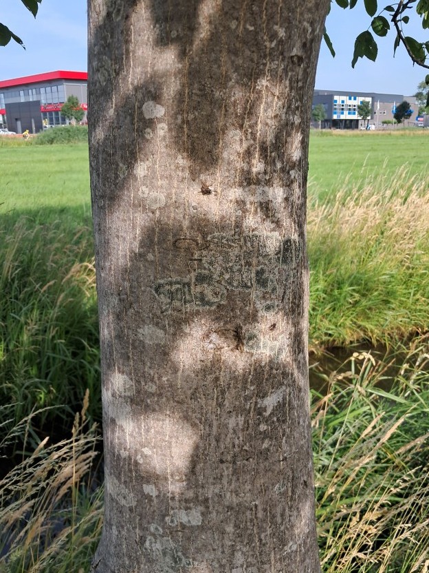 Schors van Walnoot