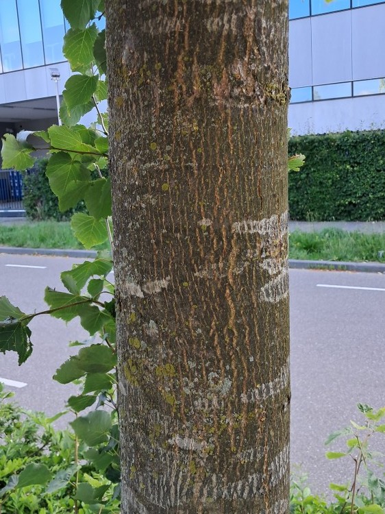 Schors van Winterlinde