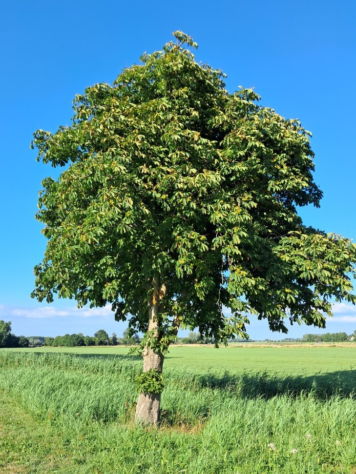 Witte paardenkastanje