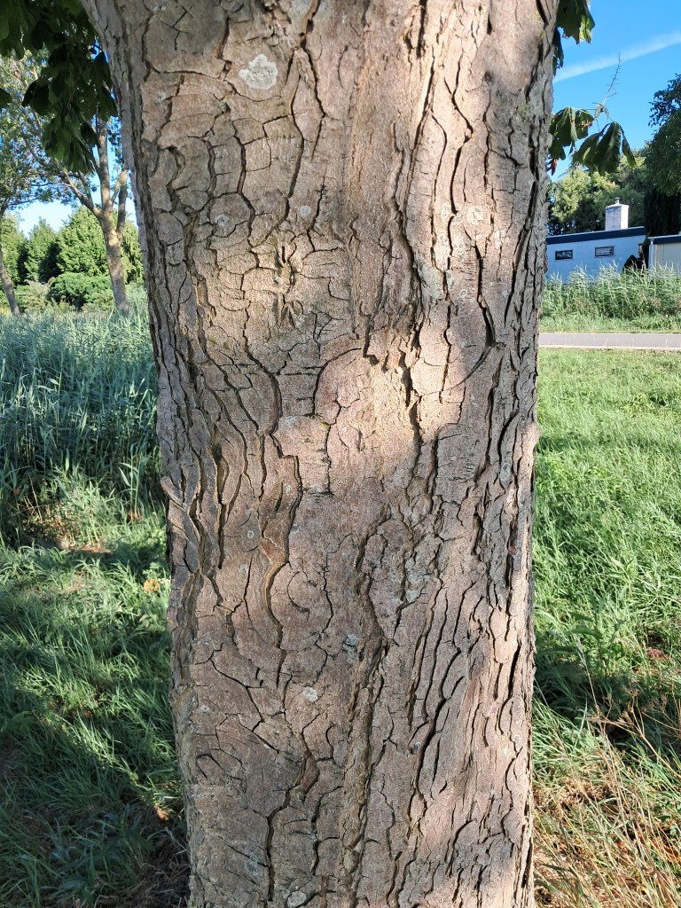 Schors van Witte paardenkastanje