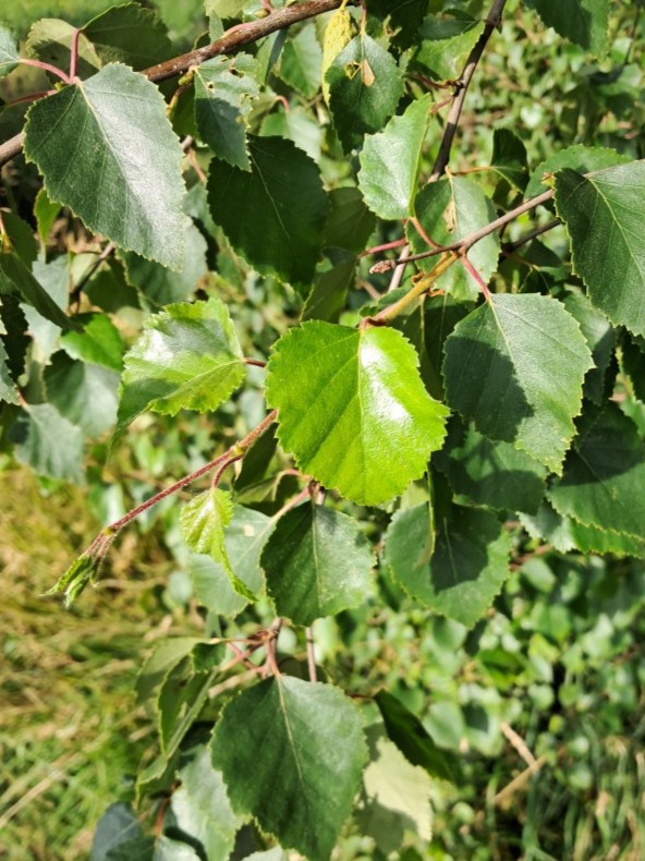 Blad van Zachte berk