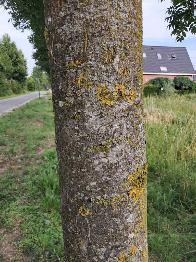 Schors van Zachte es
