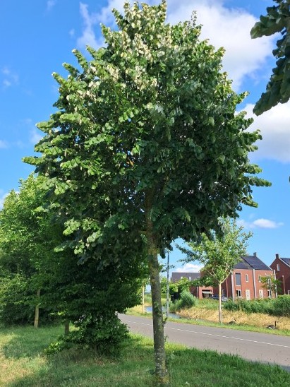 Zilverlinde