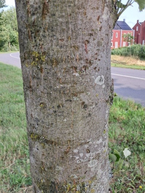 Schors van Zilverlinde