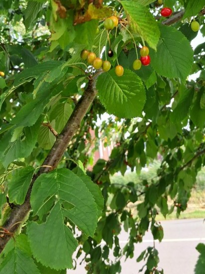 Blad van Zure kers