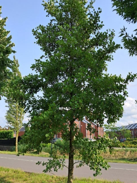 Zwarte els