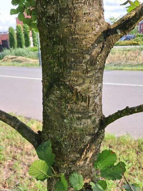 Schors van Zwarte els