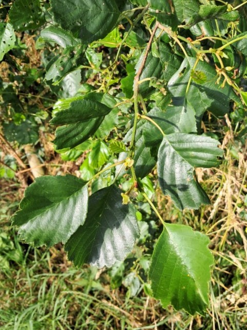 Blad van Zwarte els