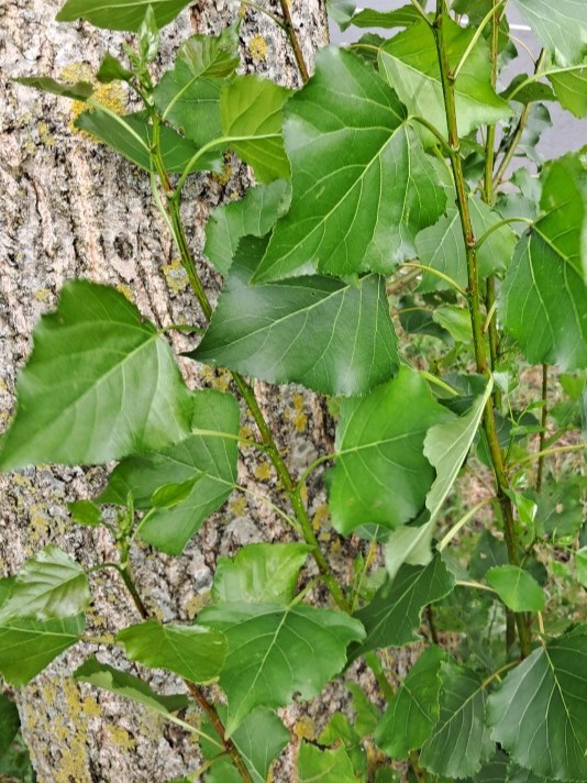 Blad van Zwarte populier